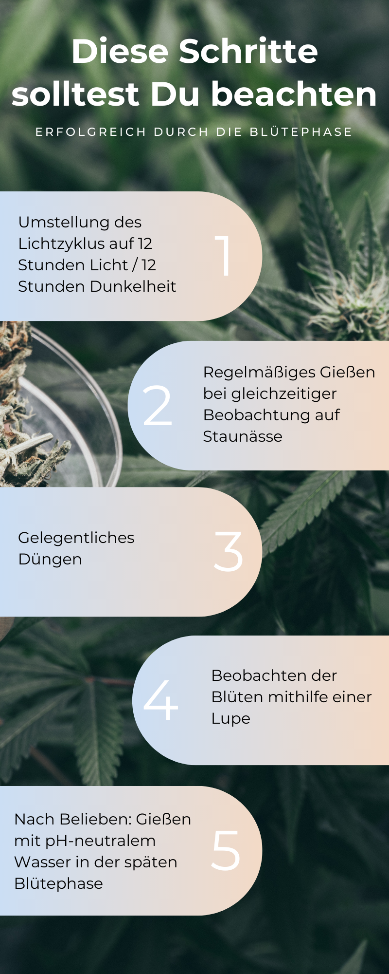 Sets2Grow-Blütephase