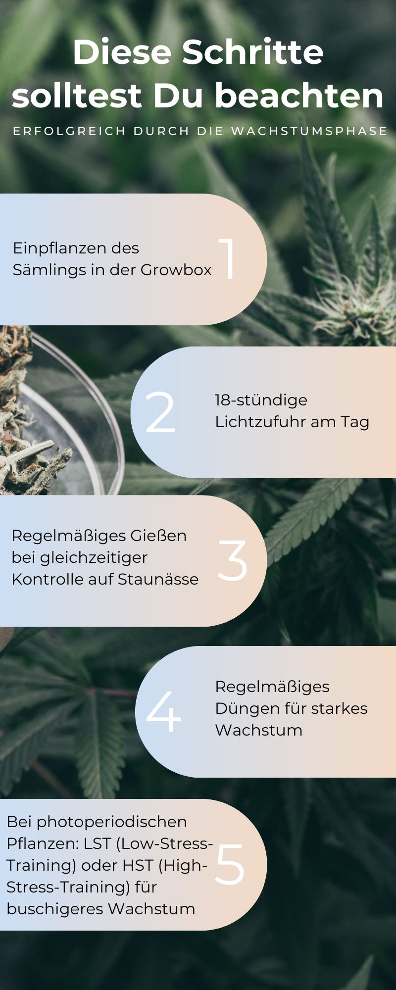 Sets2Grow-Wachstumsphase