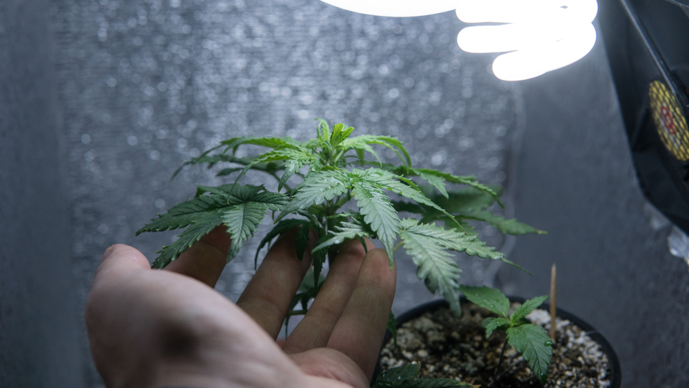 cannabisanbau-anbauumgebung