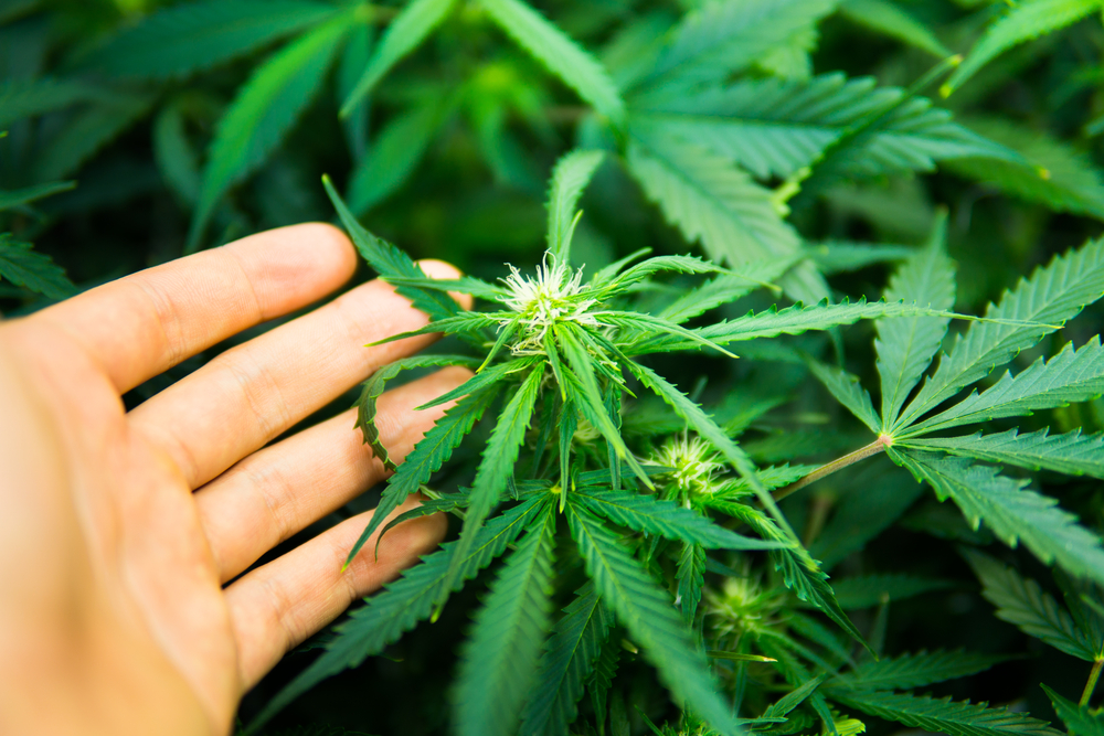 cannabisanbau-genetik