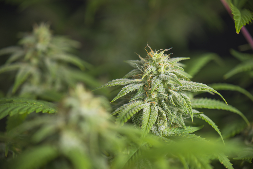 cannabis-anbau-geruch-nachbarn