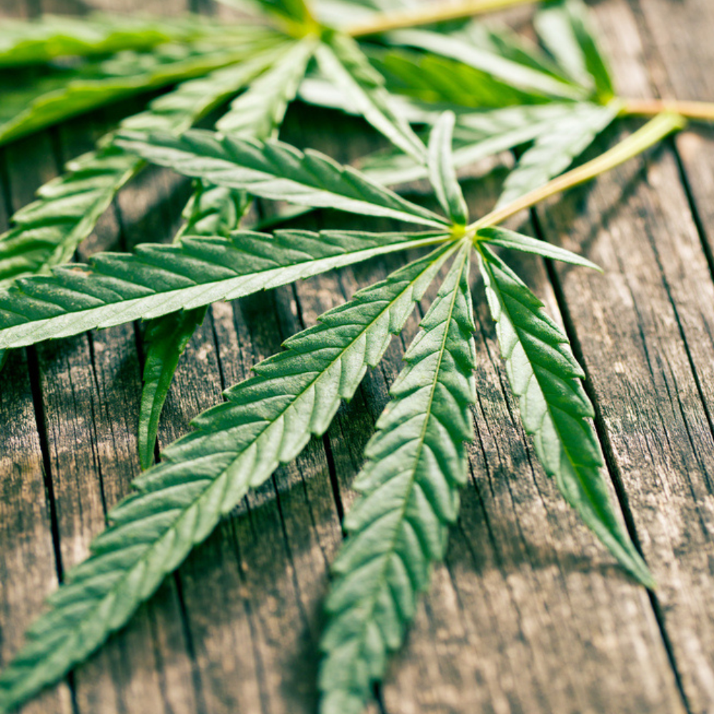 cannabis-faecherblaetter-verarbeiten