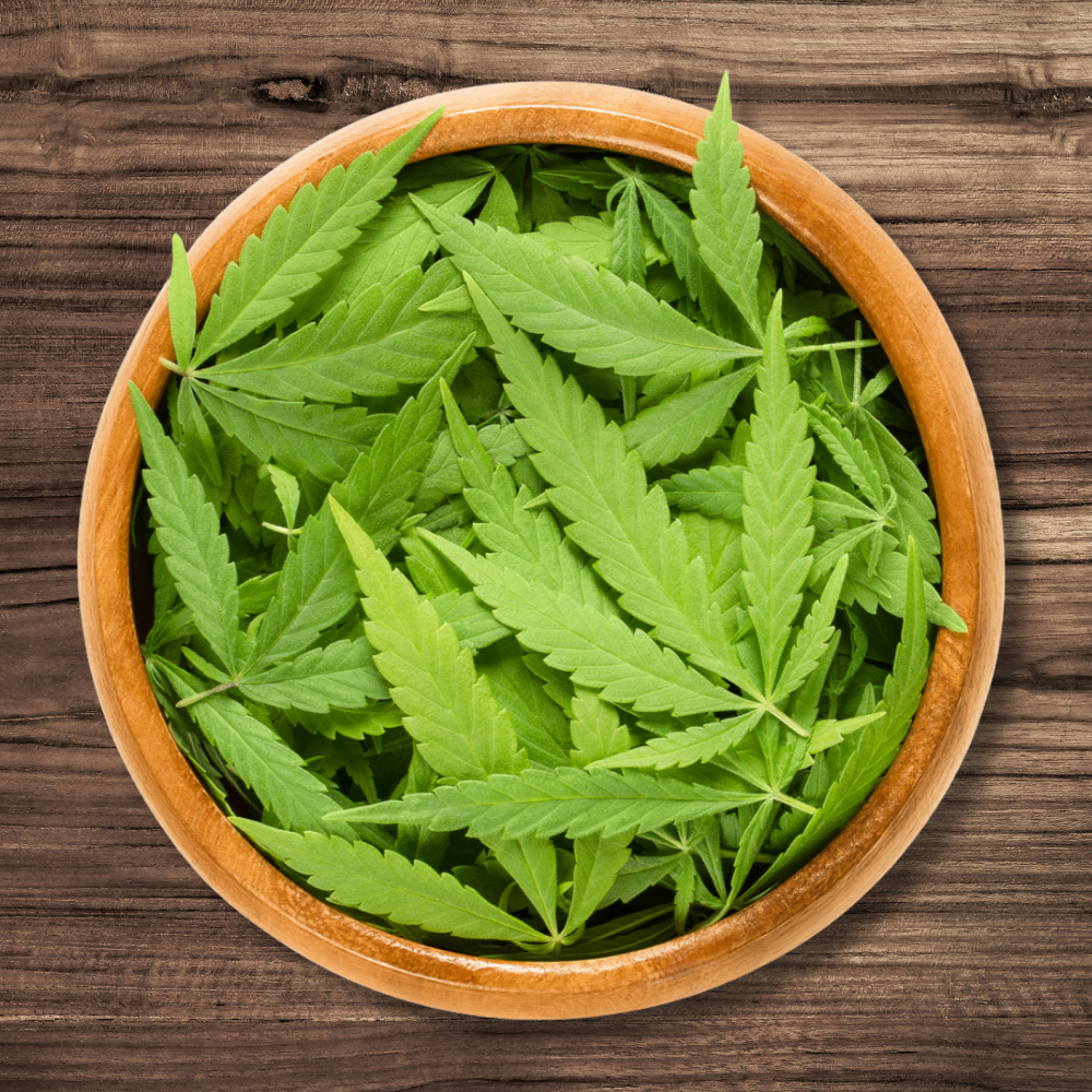 cannabis-verschnitt-verarbeiten