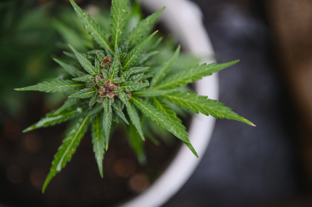 cannabispflanzen-geruch-indoor