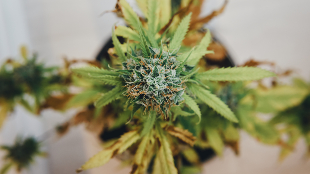 cannabissorten-geruch-indoor-anbau