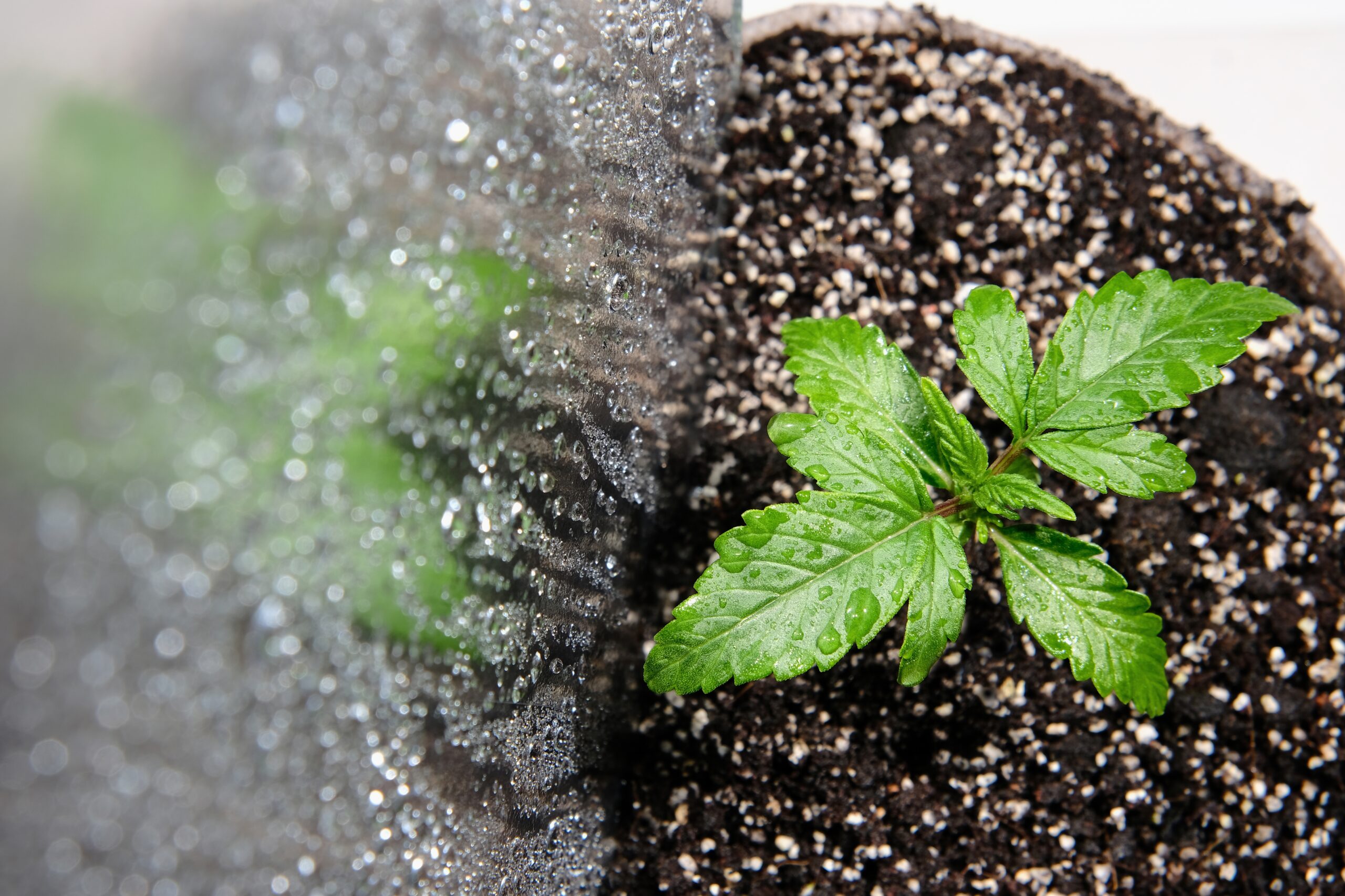 arten-cannabis-duengern