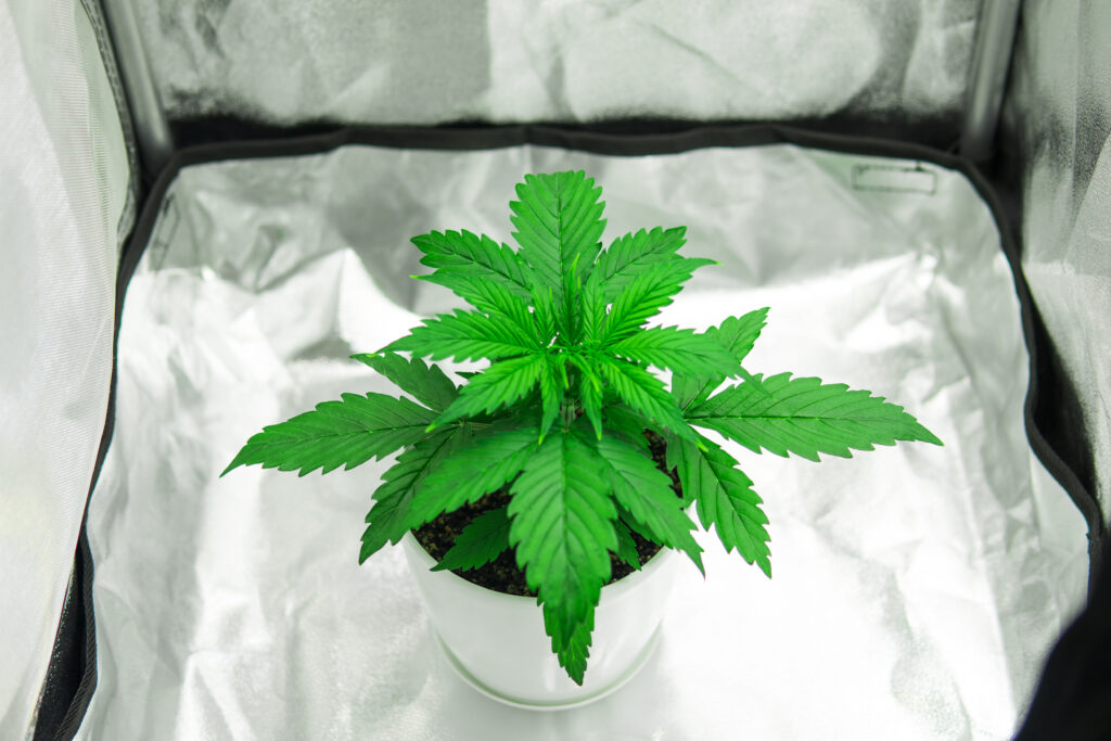 braucht-growbo-kompakter-einsteiger