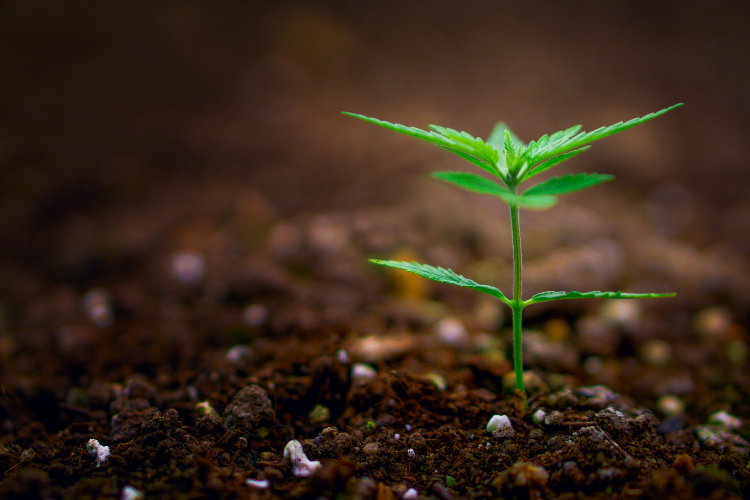 cannabis-richtig-duengemittel-vermeidung-ueberduengung-pflege-tipps