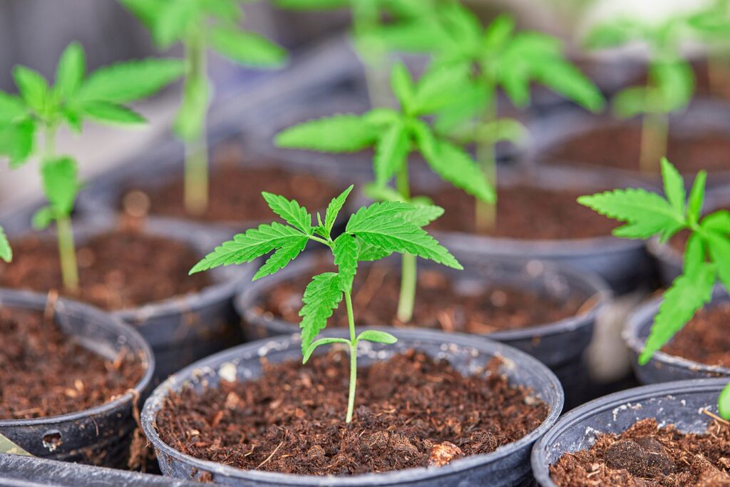 merkmale-ausgewachsener-weiblicher-cannabis-pflanzen