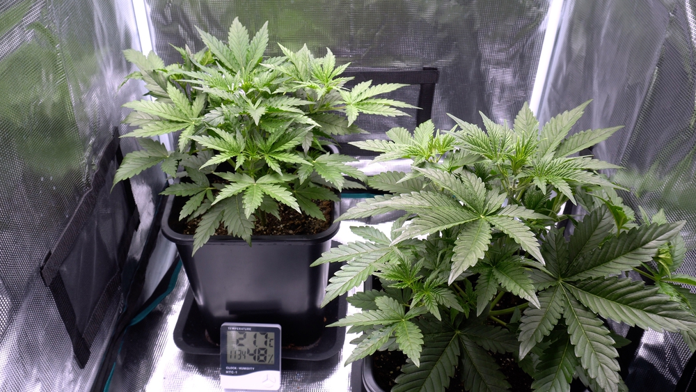 growbox-empfehlung-fortgeschrittene-grower