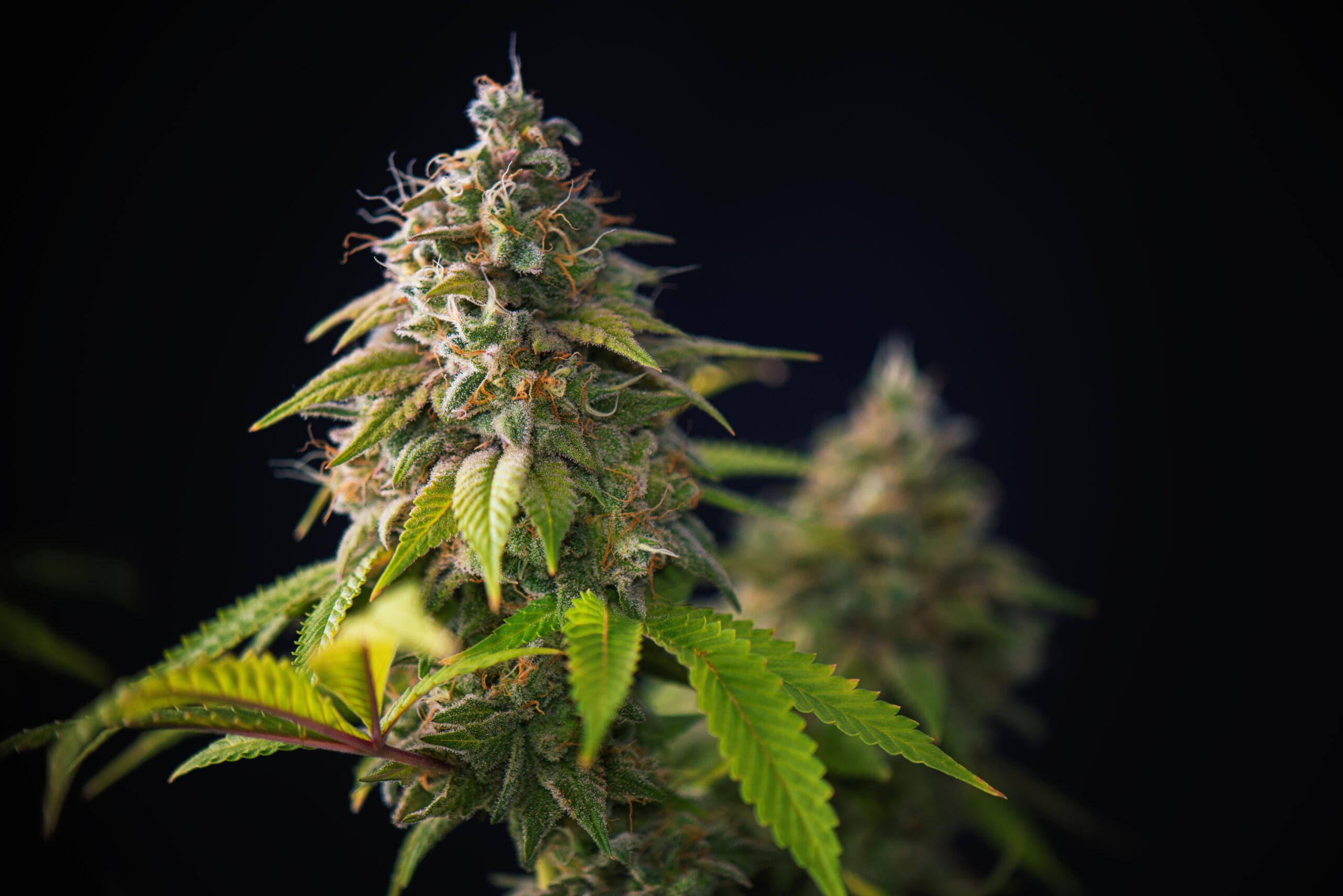 merkmale-ausgewachsener-weiblicher-cannabis-pflanzen
