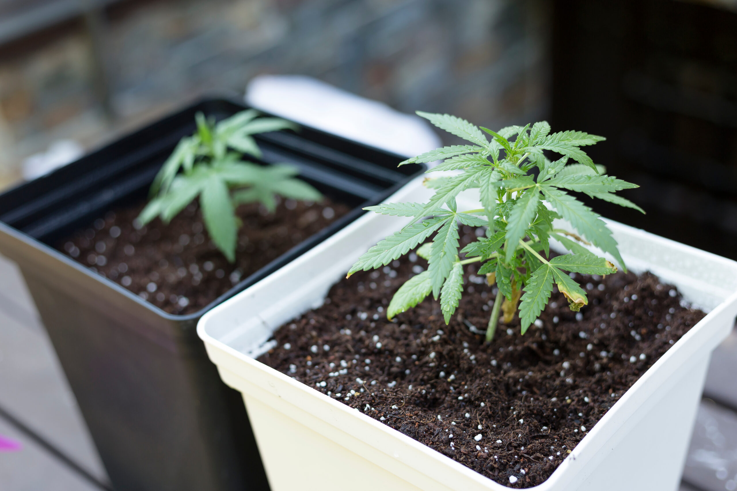naehrstoffblockaden-cannabis-pflanzen-verstehen-beheben