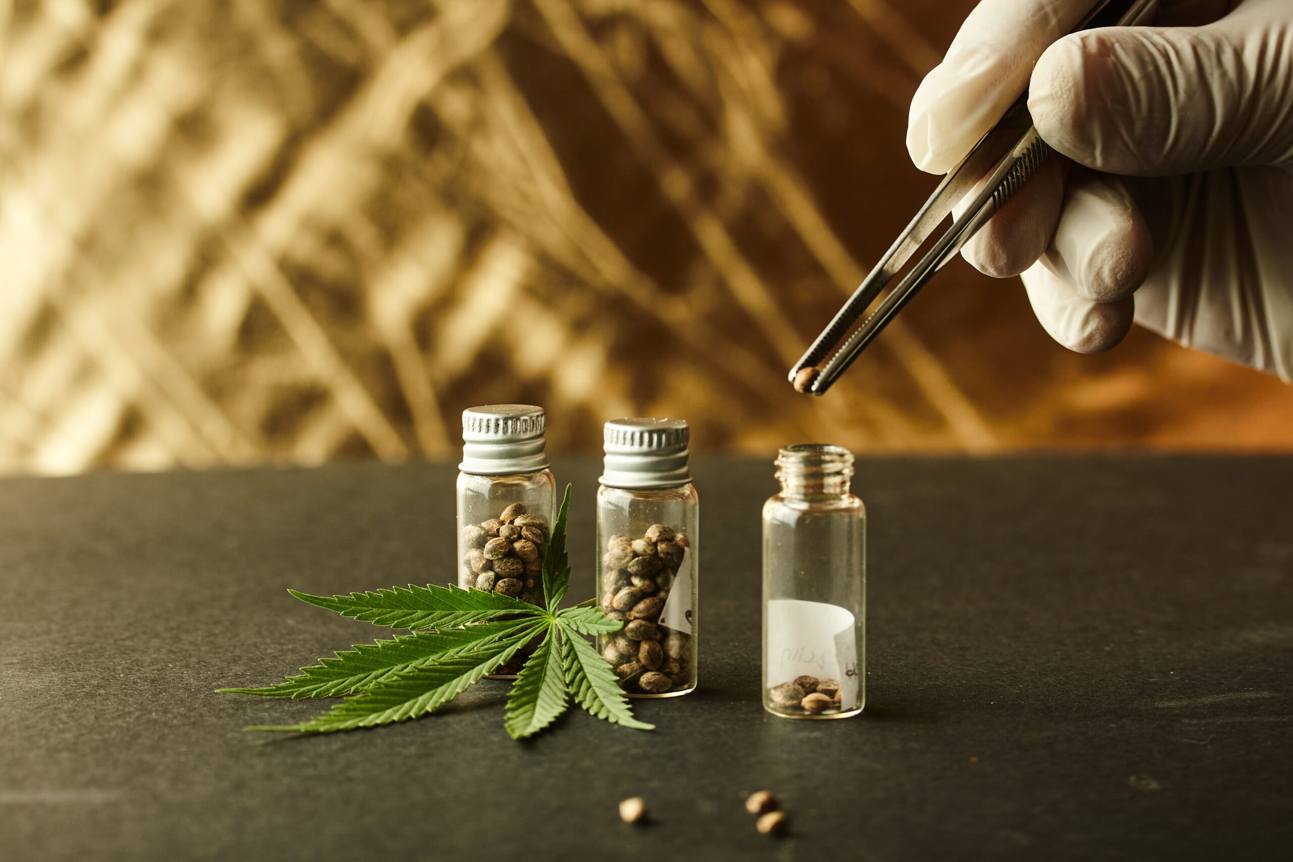 tipps-kauf-growbox-samen