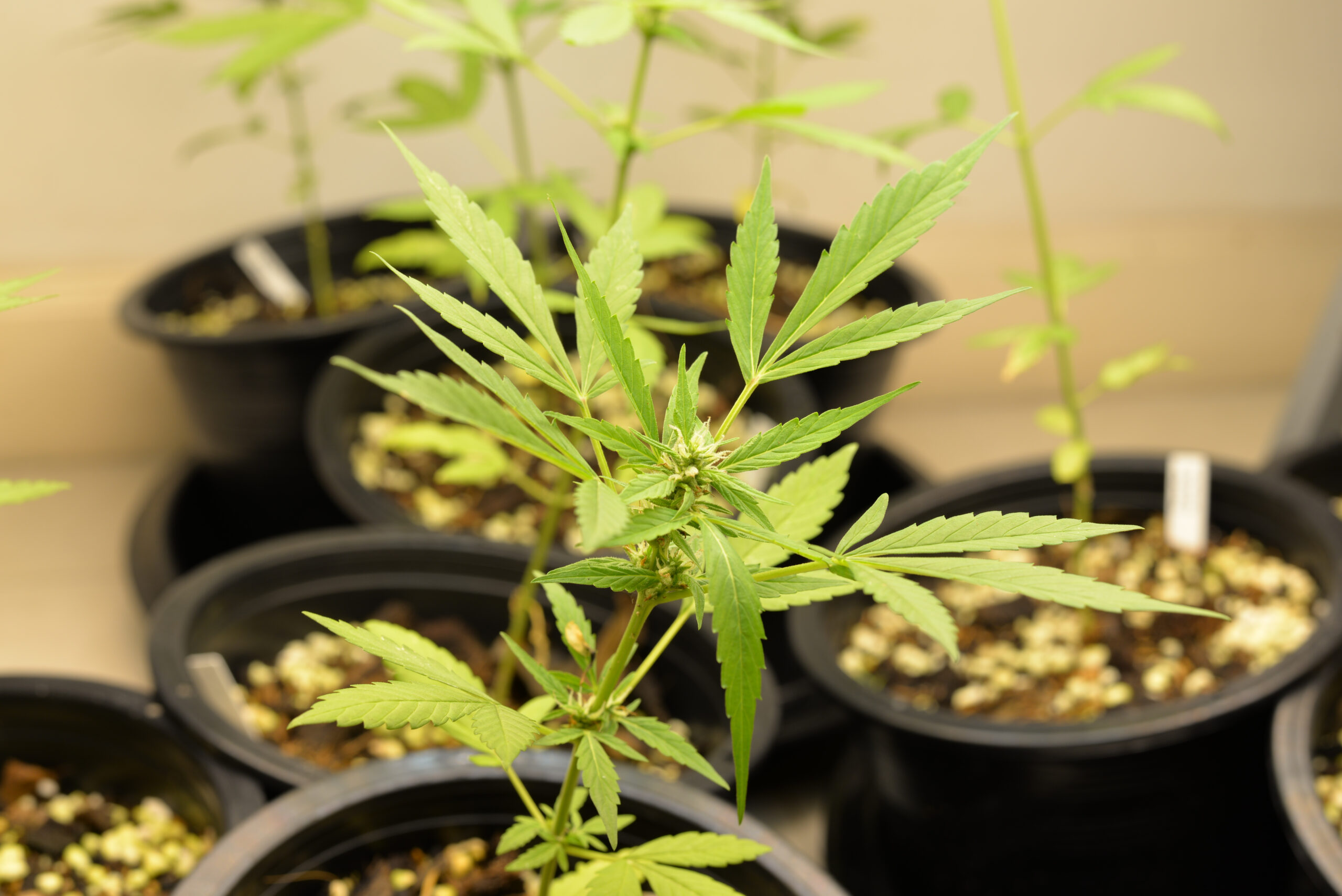 vermeidung-gaengiger-anbaufehler