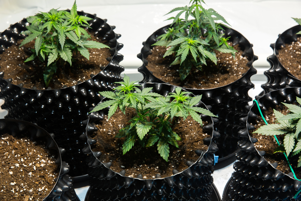 cannabisanbau-stadt-kompakte-grow-kits