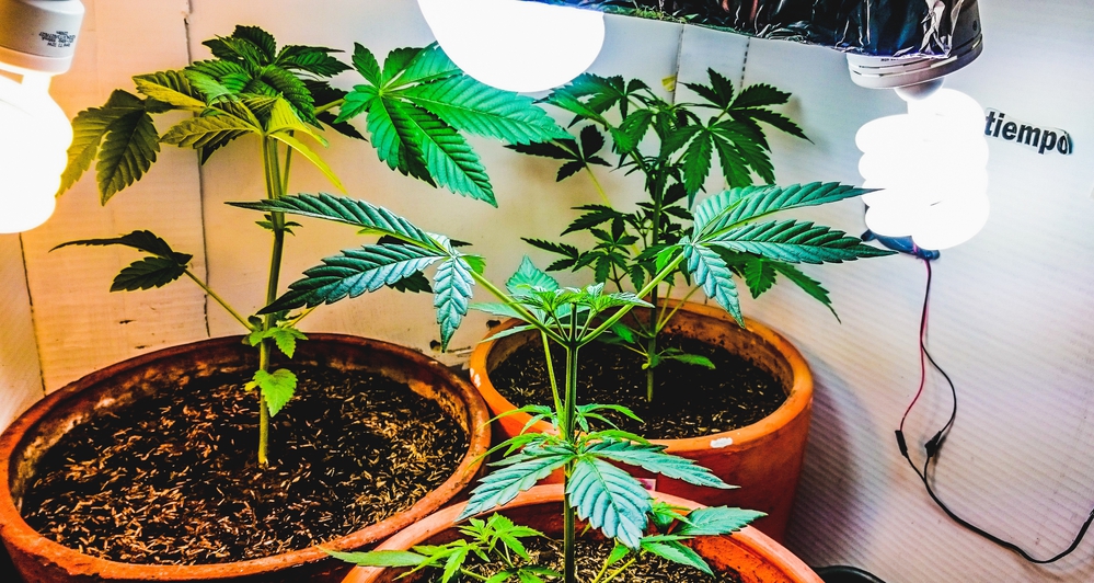 Diskretion und Sicherheit beim Cannabisanbau