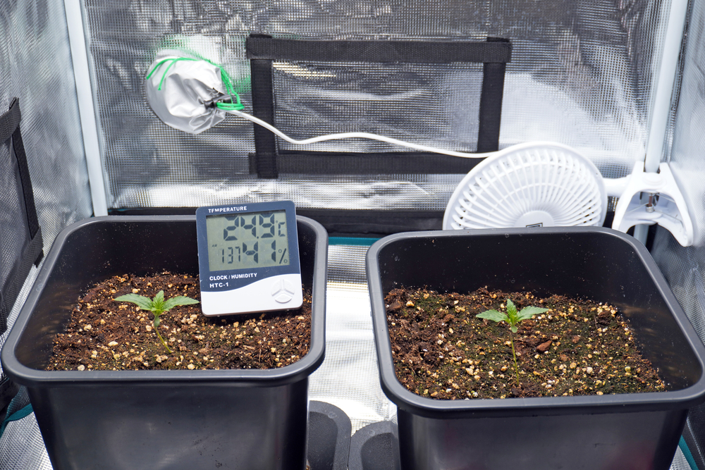 feuchtigkeit-thc-gehalt