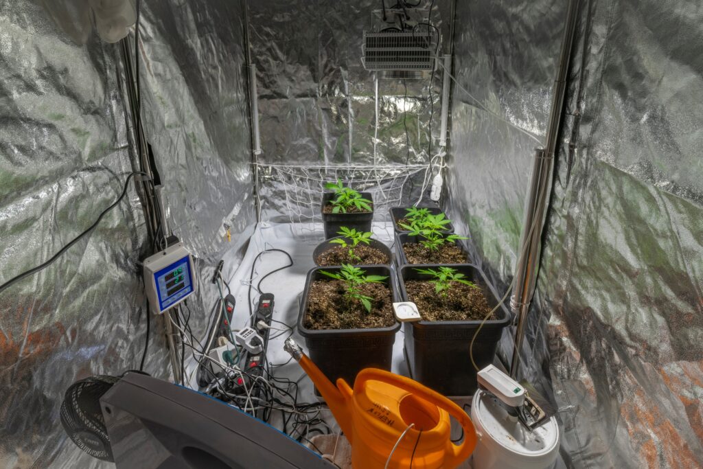 hanfstecklinge-growbox-pflege