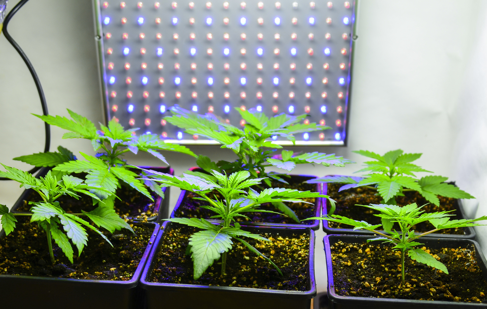 hps-cfl-lampen-traditionelle