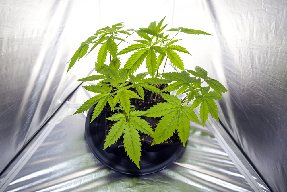 kindersicherung-growboxen-schutzmassnahmen-anbau
