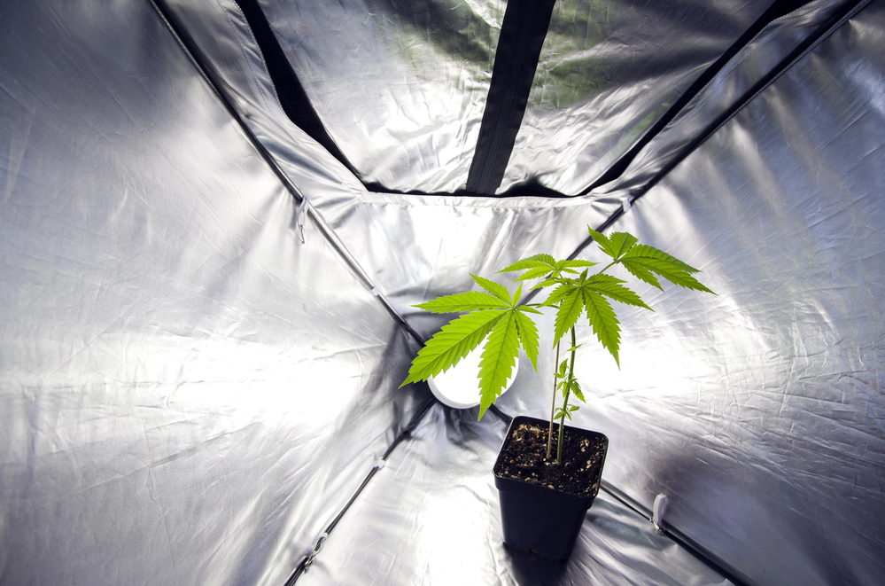 Cannabispflanze im Grow-Zelt