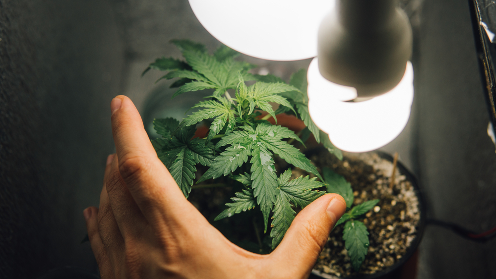 lampe-richtige-growbox-beleuchtung-anbau-cannabis