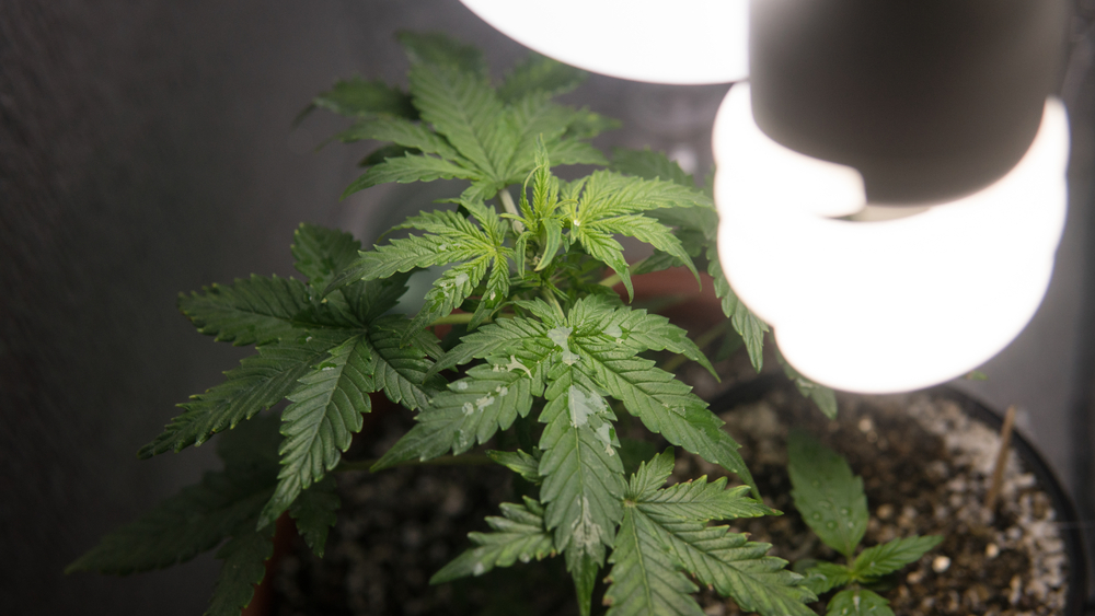 optimierung-growbox-beleuchtung-lampen-cannabisanbau