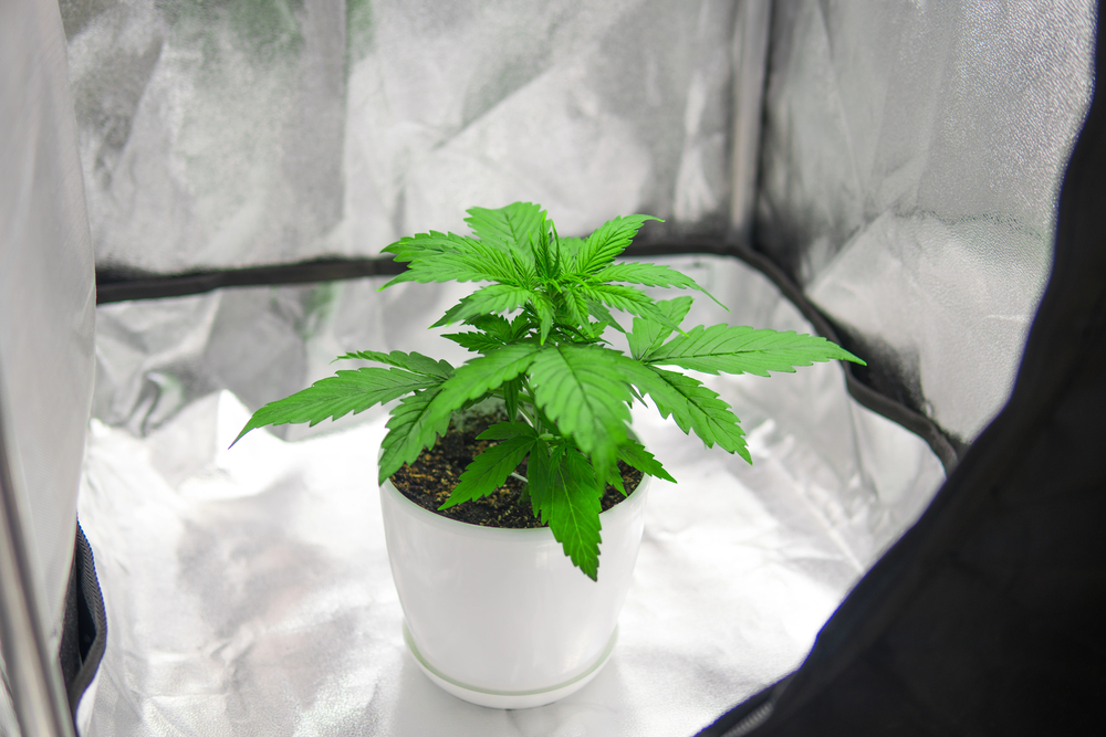 pflanzen-passen-growbox-ueberblick-einsteiger