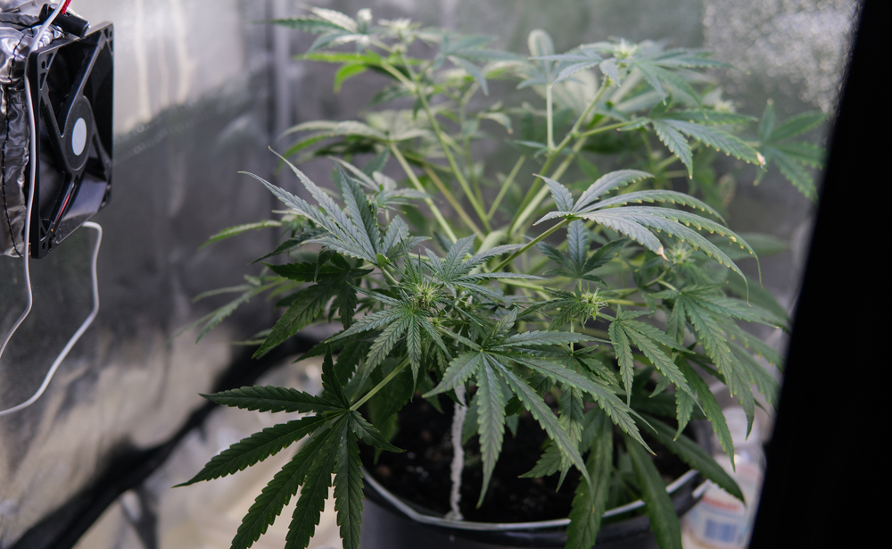 pflanzenreaktionen-beobachten