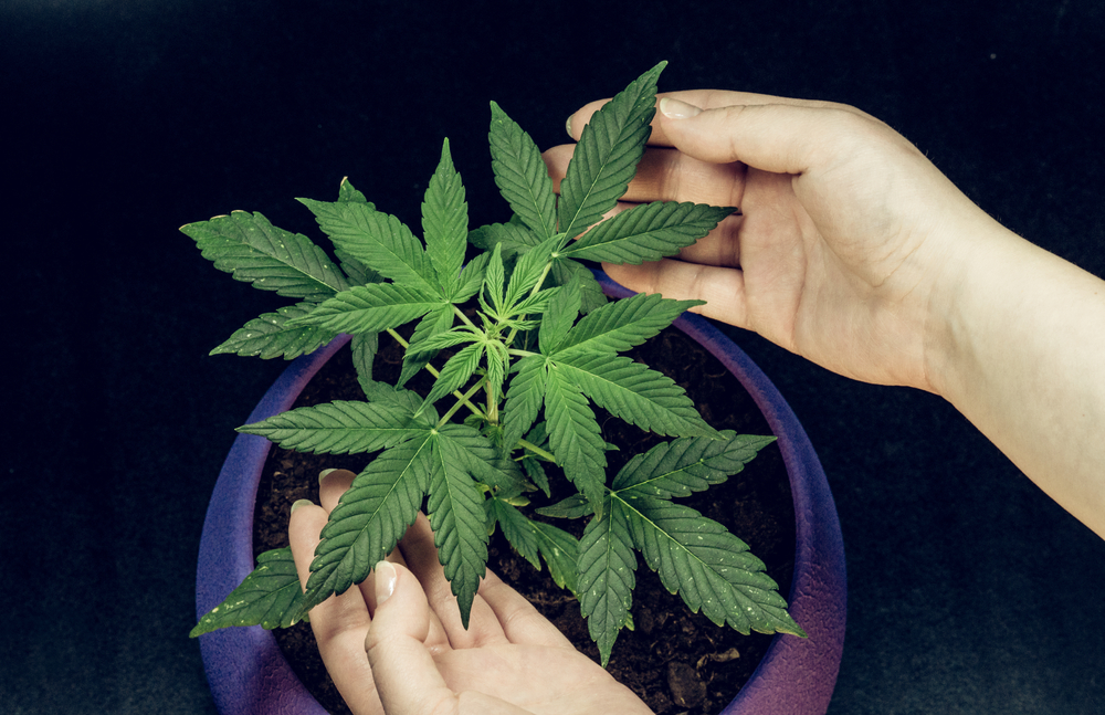 pflege-cannabispflanzen-beschneiden