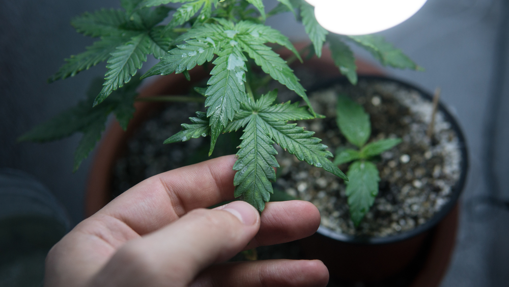 sets2grow-partner-cannabiszucht-hause