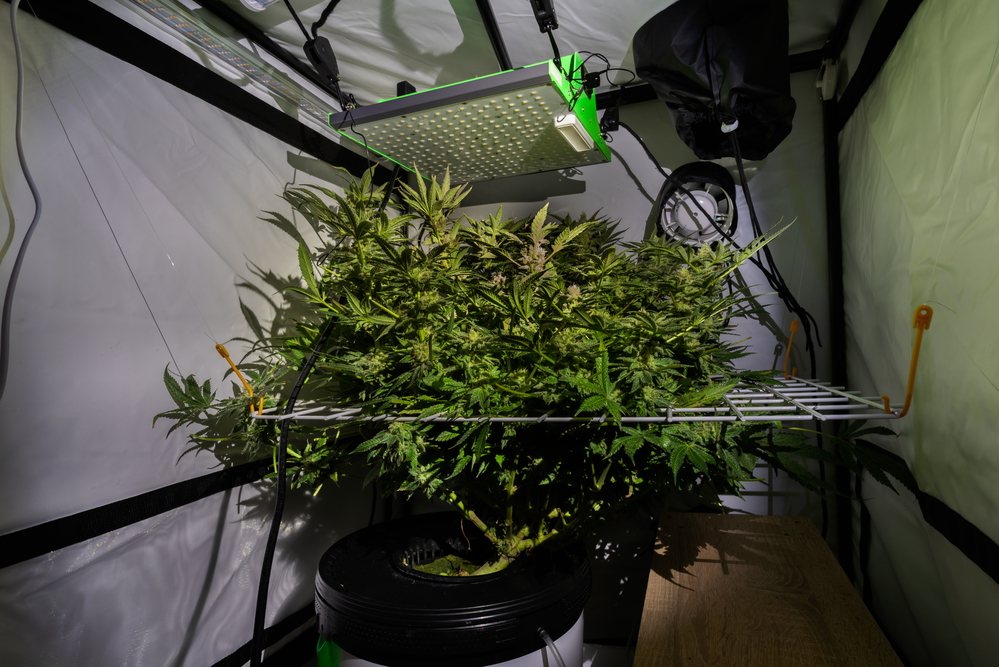 tipps-luftqualitaetsverbesserung-grow-zelt