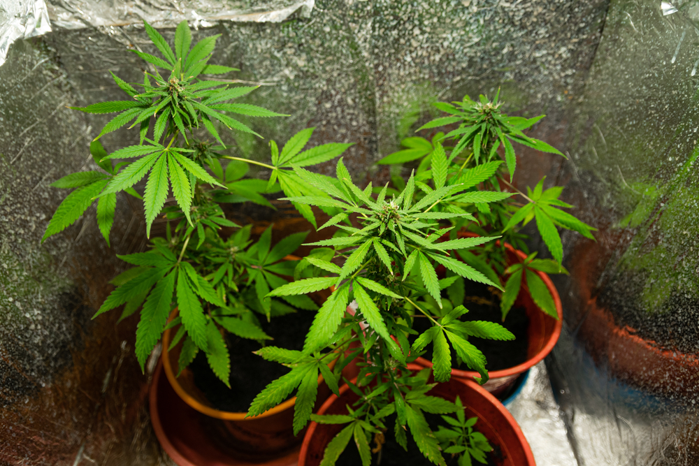 verschiedene-growbox-groessen-kapazitaeten