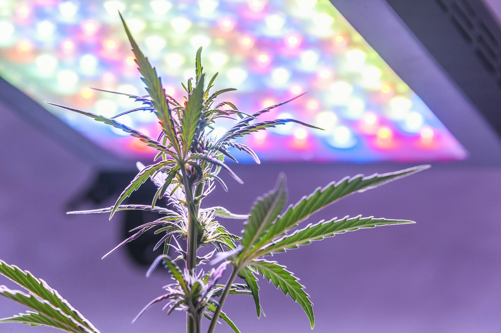 beleuchtung-growbox-waehlen