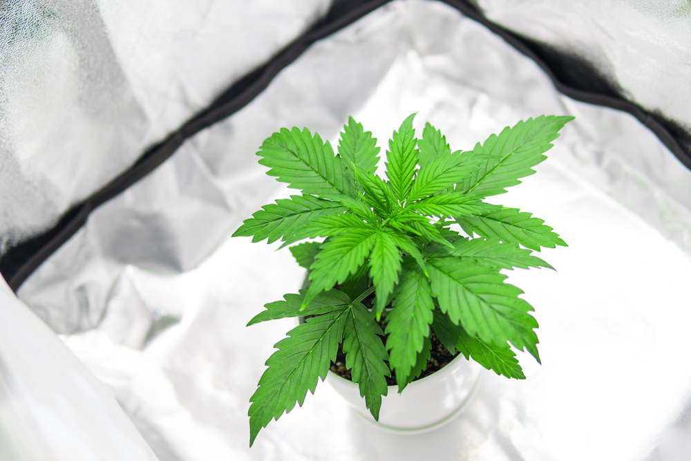 growbox-wg-zimmer-pflanzen