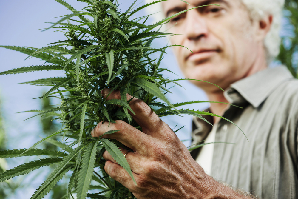 indoor-vs-outdoor-vor-nachteile-cannabisanbau