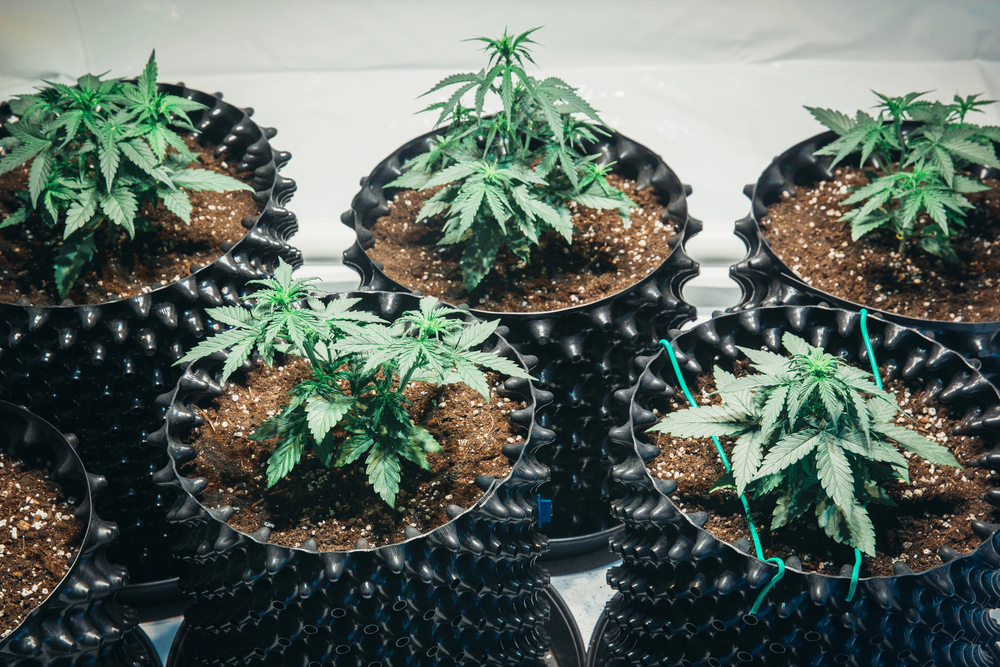 praktische-tipps-tricks-toepfen-cannabisanbau