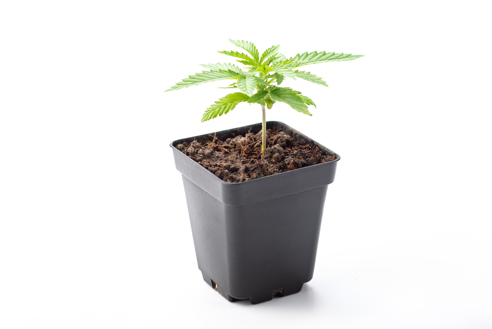 toepfe-den-cannabisanbau